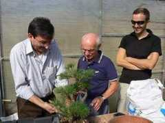 arcobonsai.com Perott