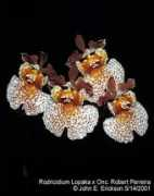 orchids.legolas.org Perreira