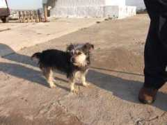 objetivoalmeria.ideal.es Perritos