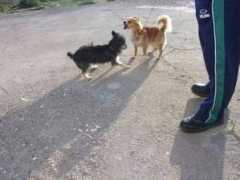 objetivoalmeria.ideal.es Perritos