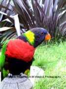 Perrot