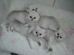 buysellcats.com Persain