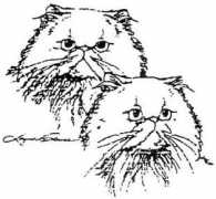 minkitty.com Persain