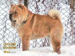 chow.chow.ru Persei