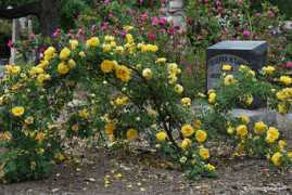 ww.justourpictures.com Persiana