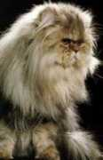 menandpets.com Persiano