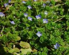 alabamaplants.com Persica