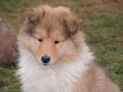 begasuka-collies.beepworld.de Pertik