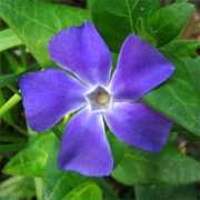 users.quipo.it Pervinca