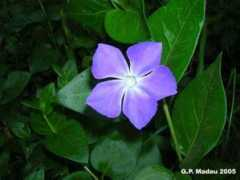 montelinas.it Pervinca