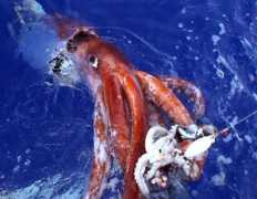 Pesca