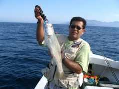 Pescada