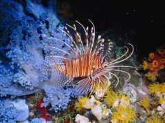 nationalgeographic.it Pesci