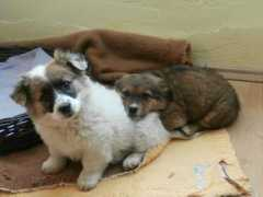 magicus.info Peseke