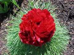 peonies.org Pesnell