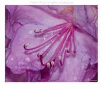 myolympus.org Pestle