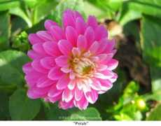paulscharffphotography.com Petals