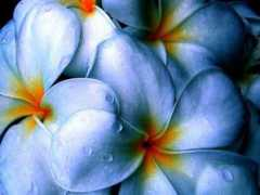 martywolff.com Petals