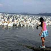 lake-chapala.com Petatan