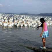 lake-chapala.com Petatan