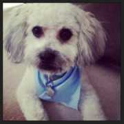 Petdog