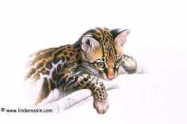 Petee