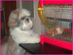shihtzu.free.fr Peterano