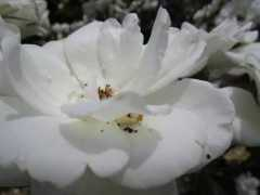 panoramio.com Peteza