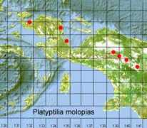 Petila