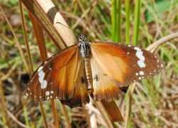 brisbaneinsects.com Petilia