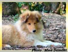 clubamiscolley.free.fr Petillion