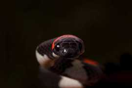 robinmoore.photoshelter.com Petola