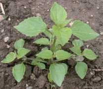 zahrada-cs.com Petour