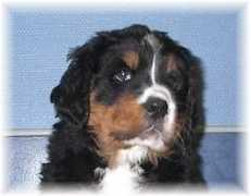 kennel-hiselfoss.com Petrah