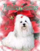 coton.tulear.free.fr Petran