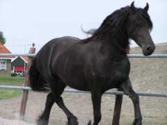 signaturefriesians.com Petranella