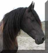 signaturefriesians.com Petranella