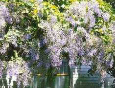 Petrea