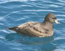 nzbirds.co.nz Petrel