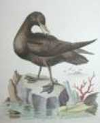 Petrel