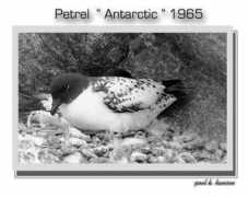photoforum.ru Petrel