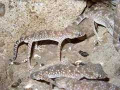 reptarium.cz Petrii