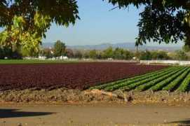 petroccofarms.com Petrocco