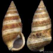 gastropods.com Petrosa