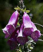 photoforum.ru Petrowa