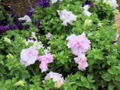 botanic.jp Petuni