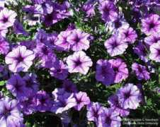 sonicfrog.net Petunias