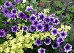 mooseyscountrygarden.com Petunias