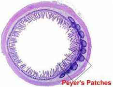 thehealthnews.org Peyer