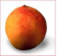 fruechteadam.com Pfirsich